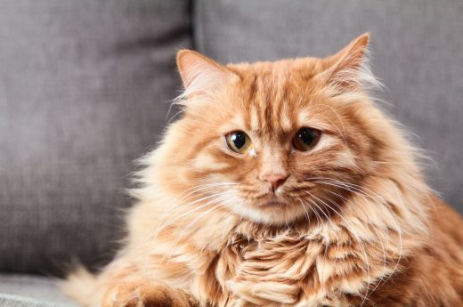 Cats With Undercoats Grooming And Care Tips