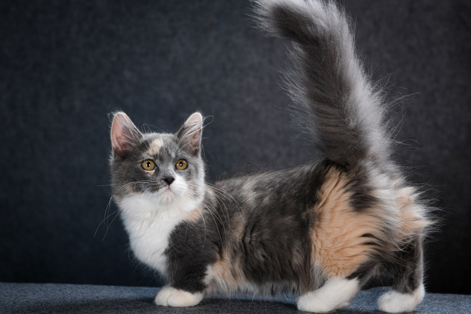 How Much Does A Munchkin Cat Cost The Ultimate Guide