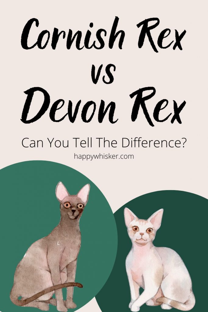 Cornish Rex Vs Devon Rex Can You Tell The Difference