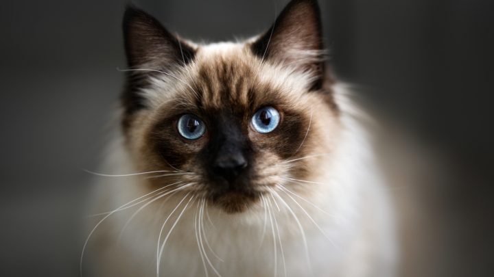 10 Ragdoll Cat Behavior Problems With Possible Solutions