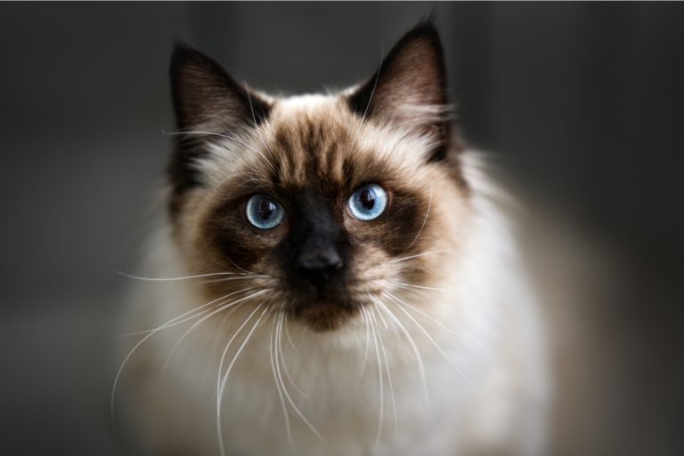 Ragdoll Cat looking at camera