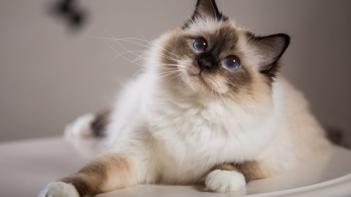 11 Dumbest Cat Breeds You Certainly Didn’t Know About