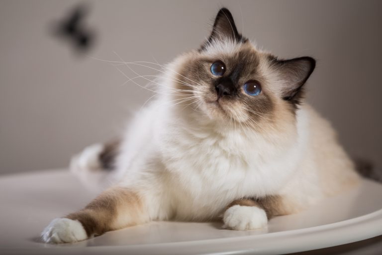 a Burmese cat lies and looks around