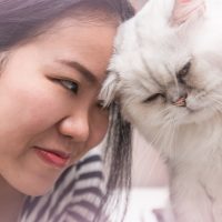 white cat headbutts her owner