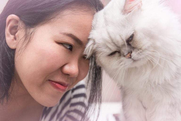 white cat headbutts her owner