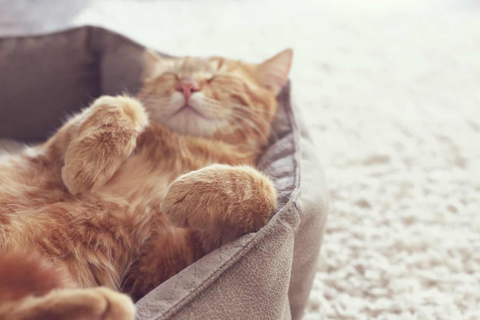 A ginger cat sleeps in his soft cozy bed on a floor carpet