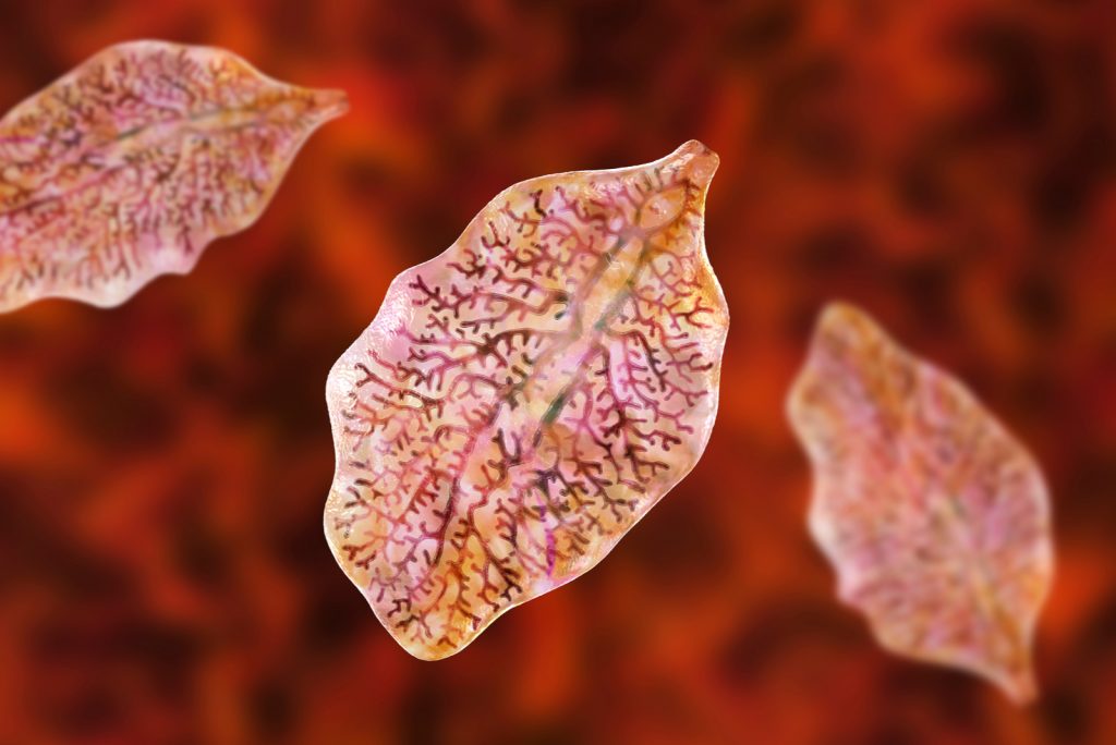 Do Cats Eat Lizards? Important Things To Know