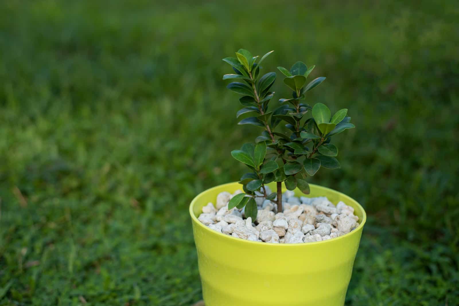 A small green plant in a yellow pot with white stones