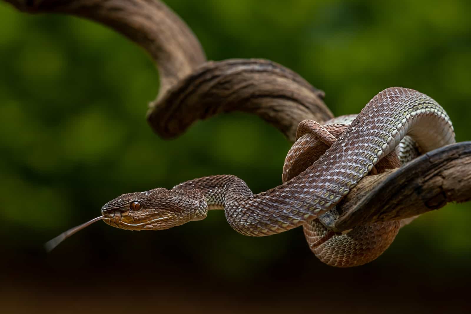 A venomous snake as a natural predator ready to strike