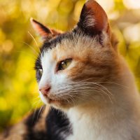 calico cat