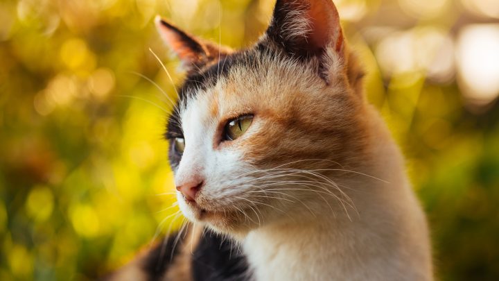 Are Calico Cats Hypoallergenic? Everything You Need To Know