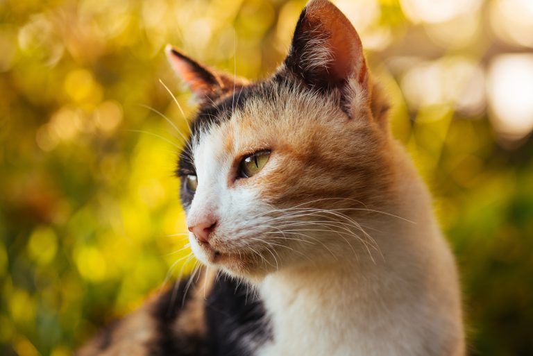 calico cat