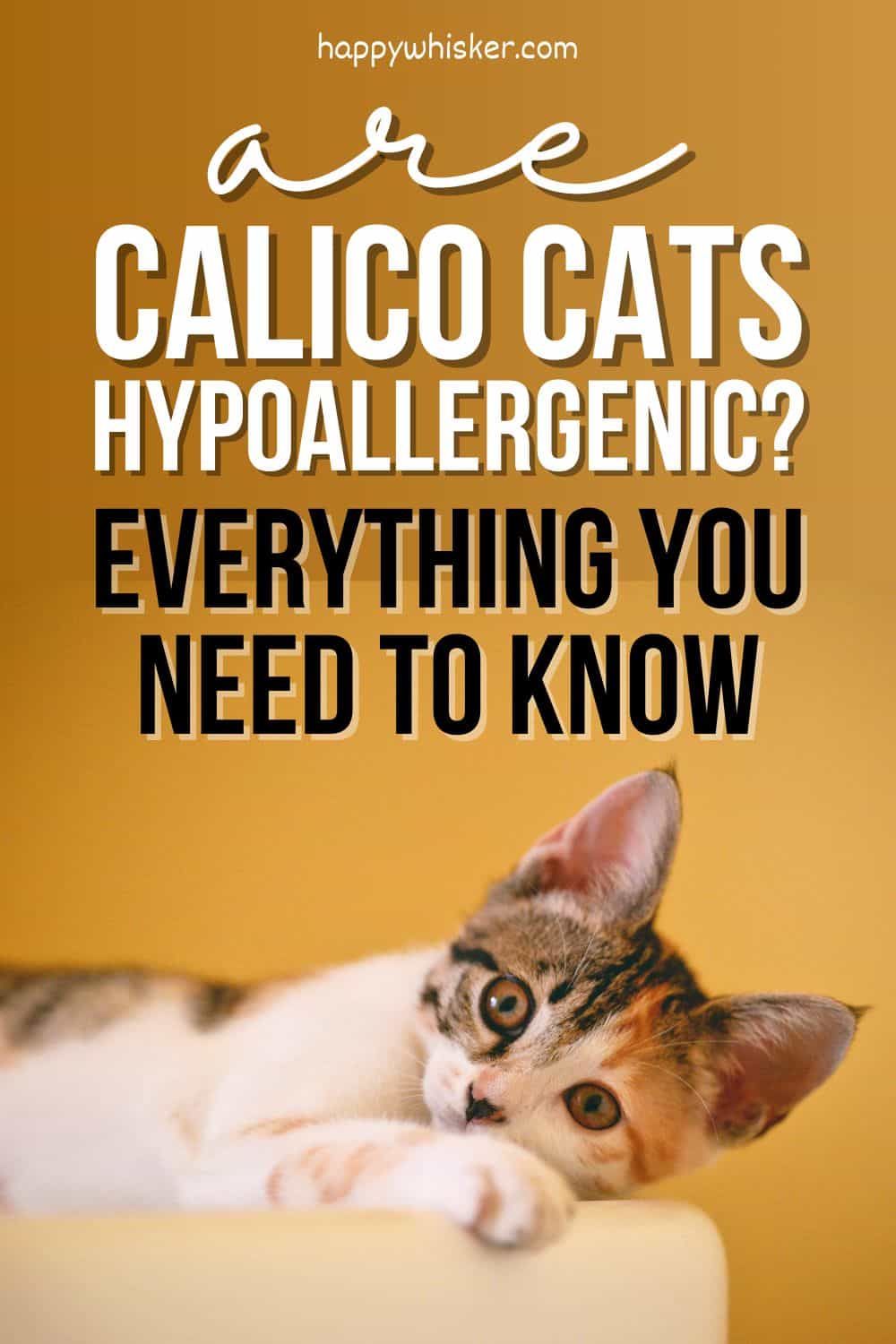 Are Calico Cats Hypoallergenic Everything You Need To Know Pinterest