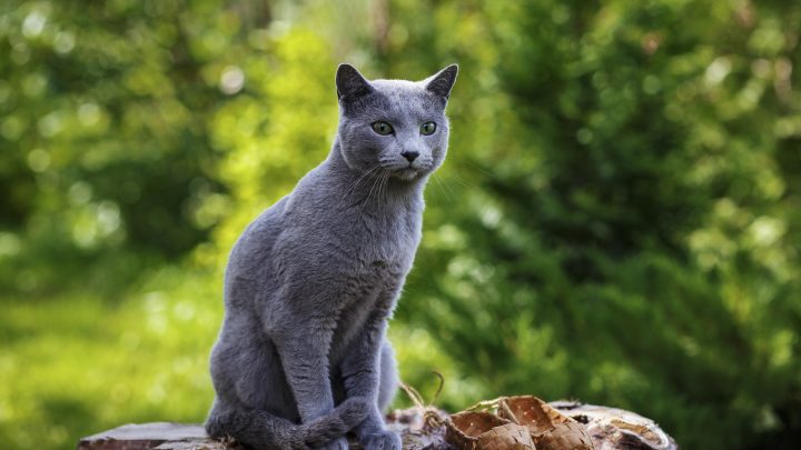 Are Russian Blue Cats Aggressive? 10 Possible Reasons They Might Be