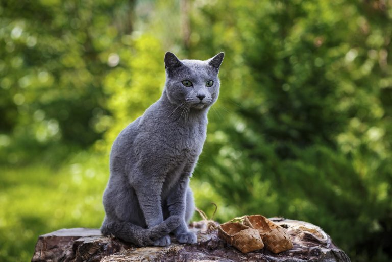 Russian Blue Cat sitting outside