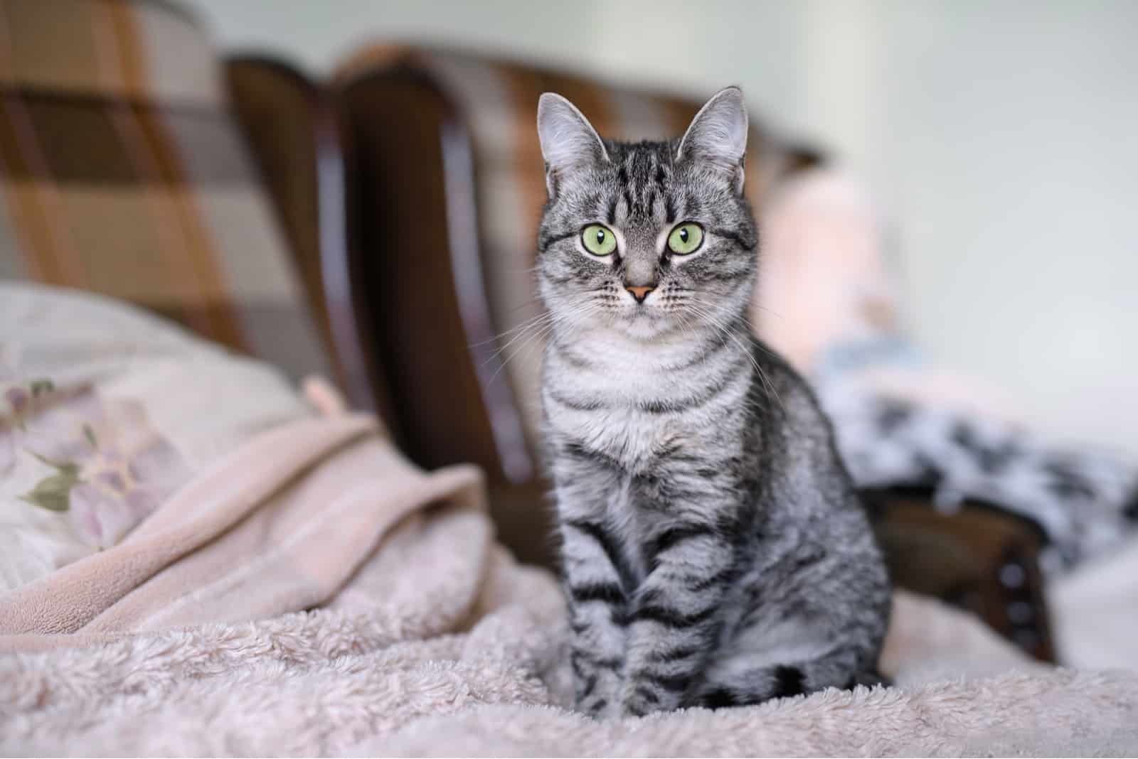 Beautiful American Shorthair cat with green eyes