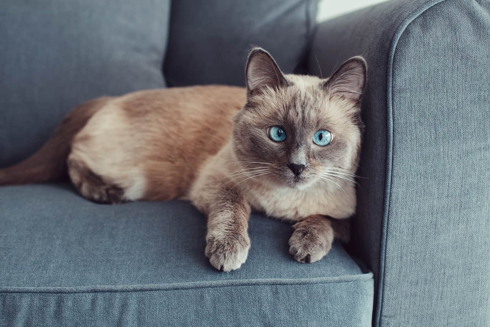 Beautiful colorpoint blue-eyed cat lying on couch sofa