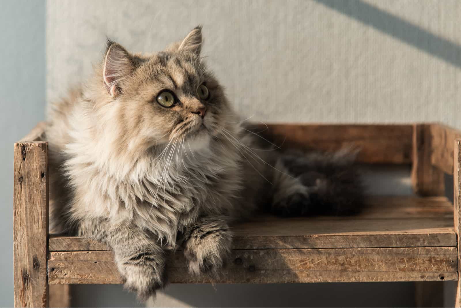 Beautiful persian cat lying on old wood shelf