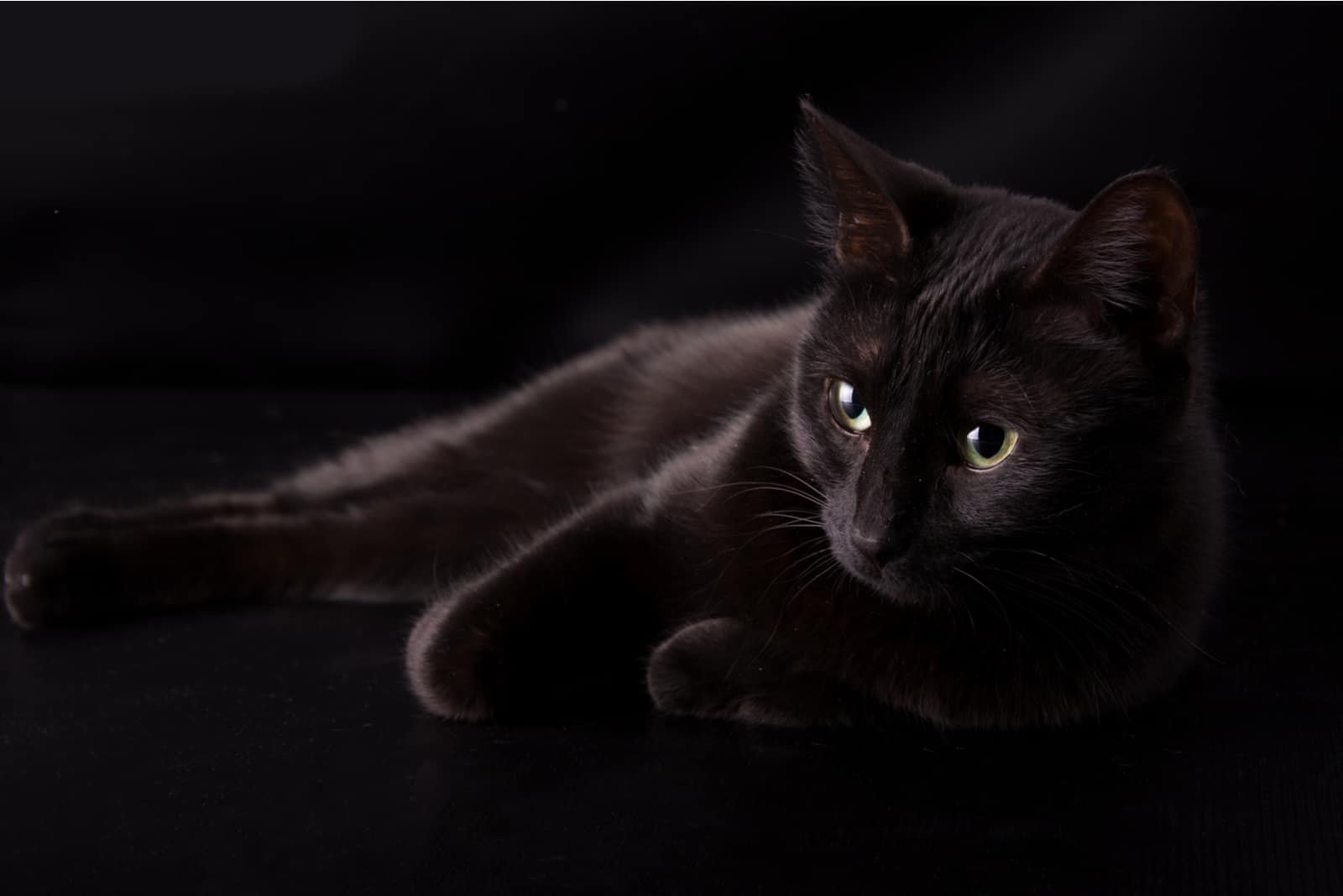 Black cat resting against dark background