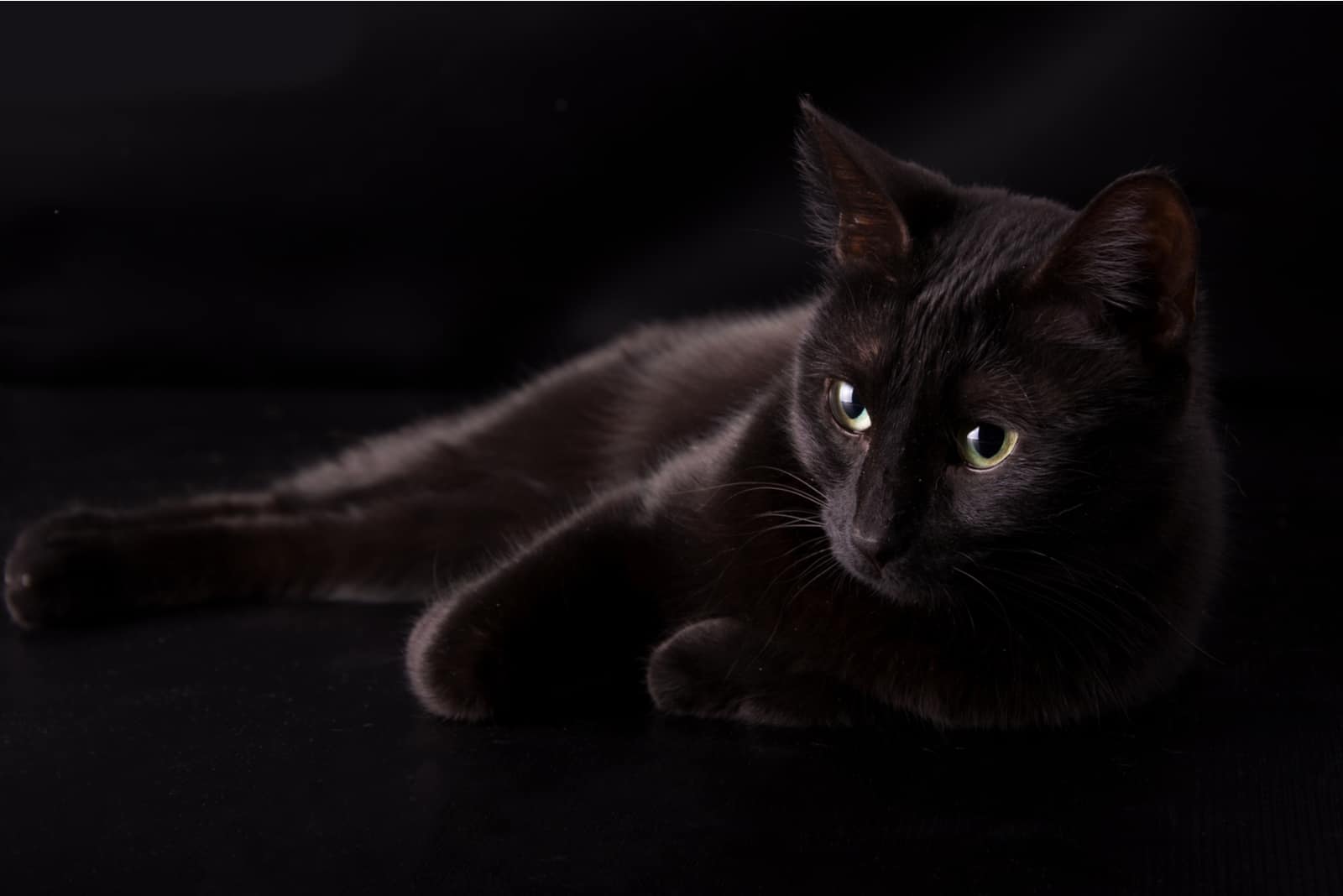 Can Kittens See In The Dark - Get To Know Your Kitten's Eyes