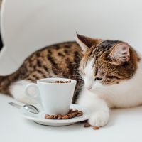 cat eating coffee beans