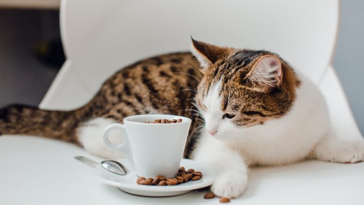 Can Cats Eat Beans? Everything You Need To Know