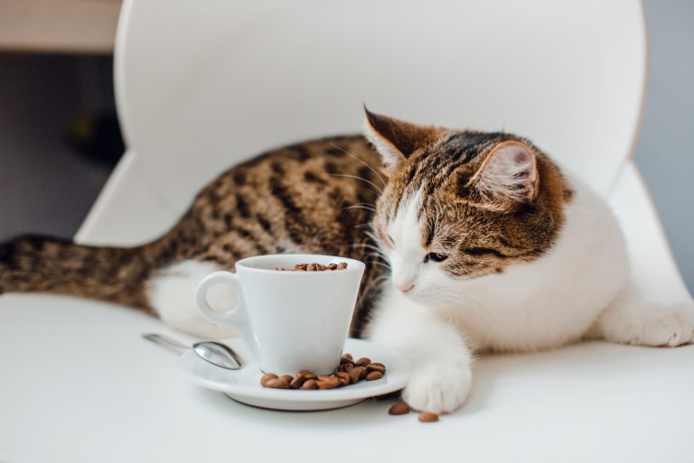 cat eating coffee beans