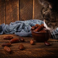 a cat eatinf dates from a bowl on the table