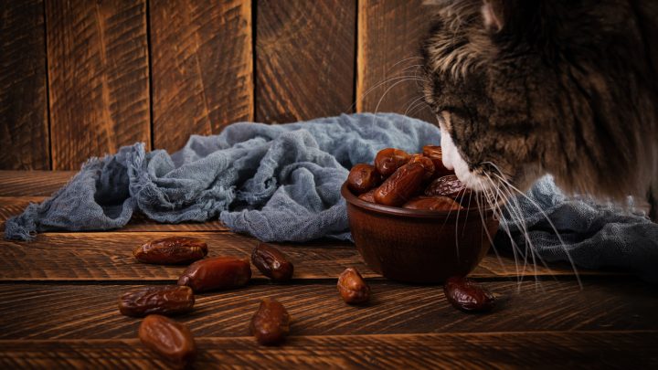 Can Cats Eat Dates? Everything You Need To Know
