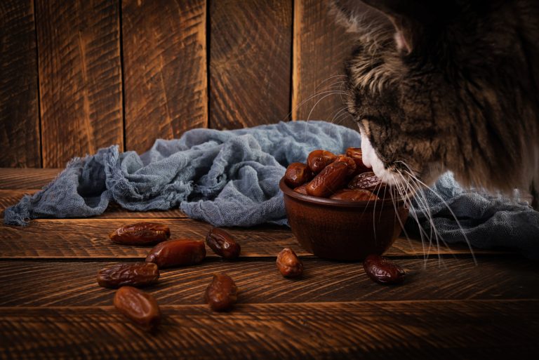 a cat eatinf dates from a bowl on the table