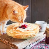 Home red cat eats crepes or pancakes with cream on the kitchen table