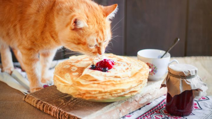 Can Cats Eat Pancakes? This Is What You Need To Know