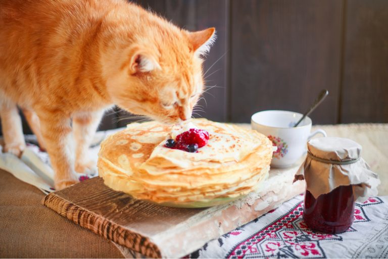 Home red cat eats crepes or pancakes with cream on the kitchen table