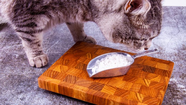 Can Cats Eat Salt? Here’s What Every Cat Owner Must Know