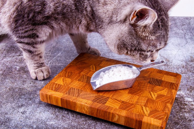 cat smelling the salt in a metal spoon