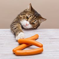 cat grabbing sausages