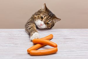 cat grabbing sausages