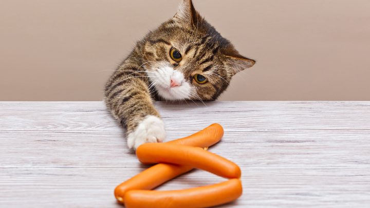 Can Cats Eat Sausage? Read on to find out