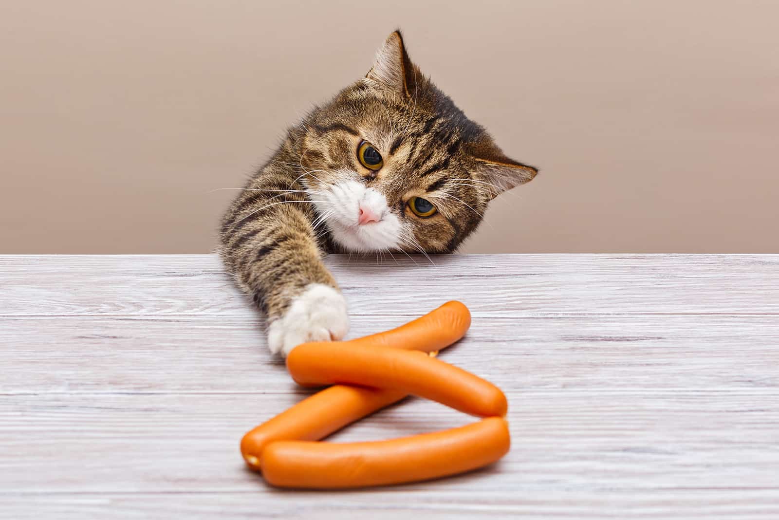 Cats eat hot clearance dogs