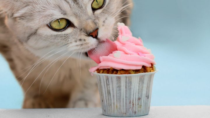 Can Cats Eat Whipped Cream? This Is What You NEED To Know
