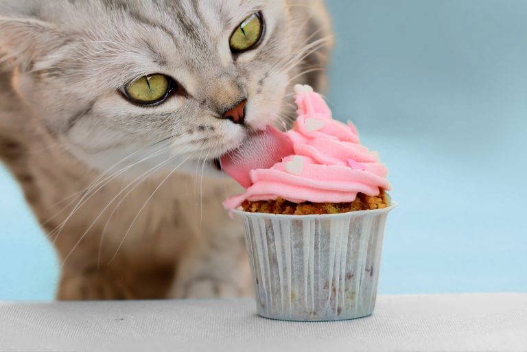 cat licking whipped cream