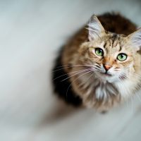 cat with green eyes staring at the camera