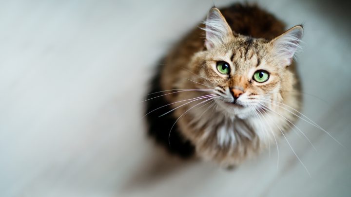 Can Cats Sense Bad Energy? A Remarkable Fact About Your Pets