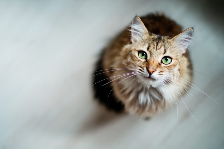 cat with green eyes staring at the camera