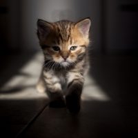 brown striped kitten with green eyes walks