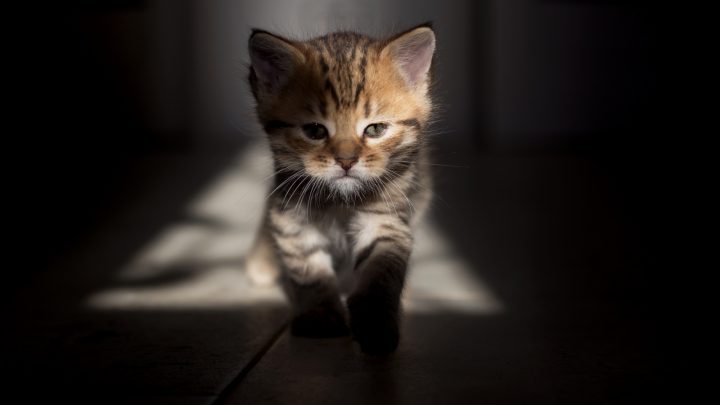 Can Kittens See In The Dark – Get To Know Your Kitten’s Eyes