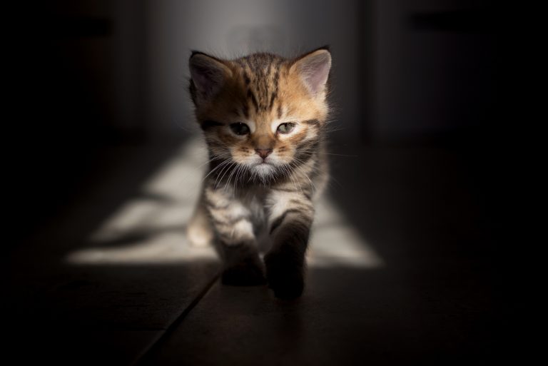 brown striped kitten with green eyes walks