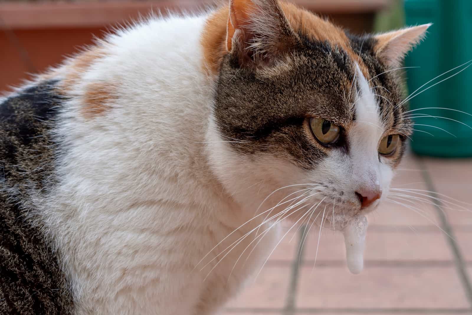 Cat Foaming At The Mouth