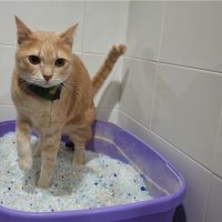 the cat performs urination in the sand