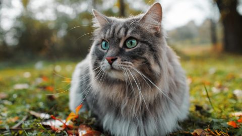 Cat Scent Glands: The Where, The What & The Why